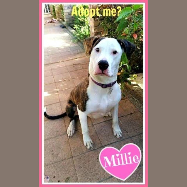 Photo of Millie ~ Great Dane X (Adopted 13/8/17)
