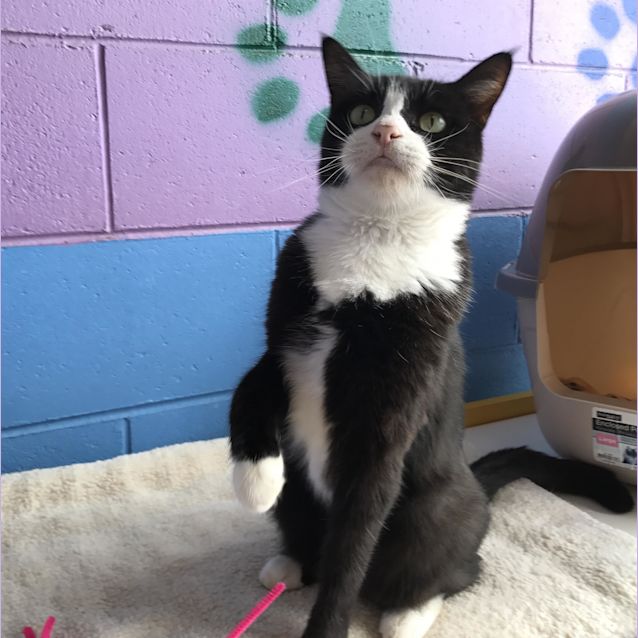 Photo of Socks