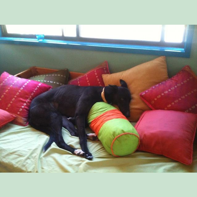 Photo of Phoenix