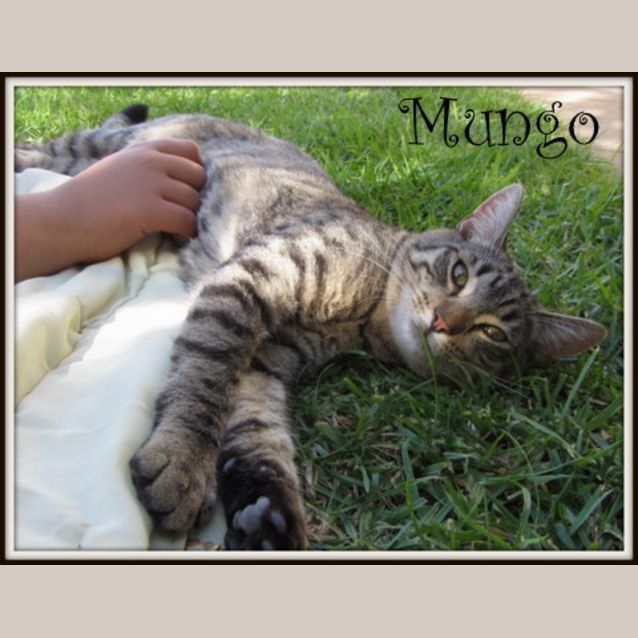 Photo of Mungo