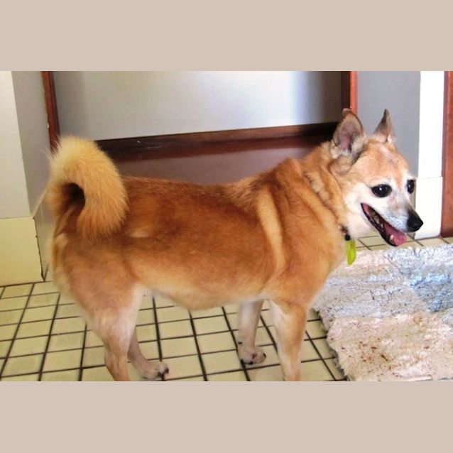 Photo of Pepper
