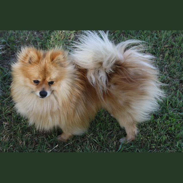 Photo of Mufasa