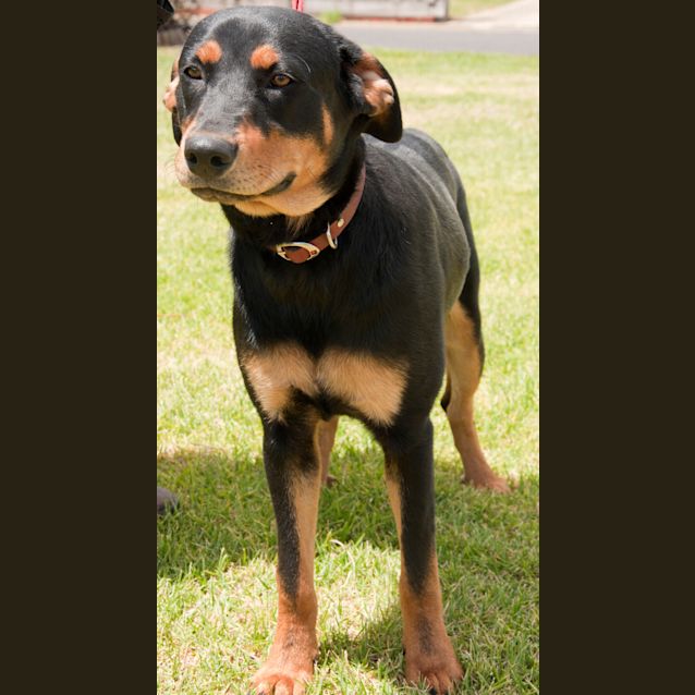 Photo of Id A0106 Boof