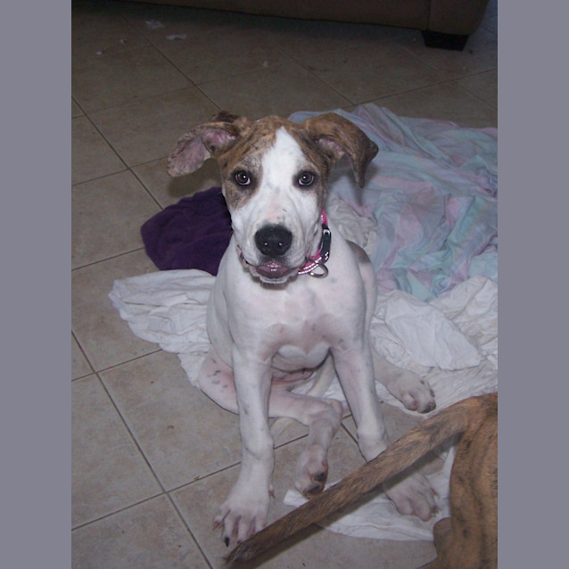 Photo of Delilah *On Hold*