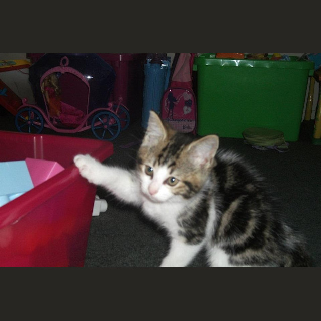 Photo of Little Girl