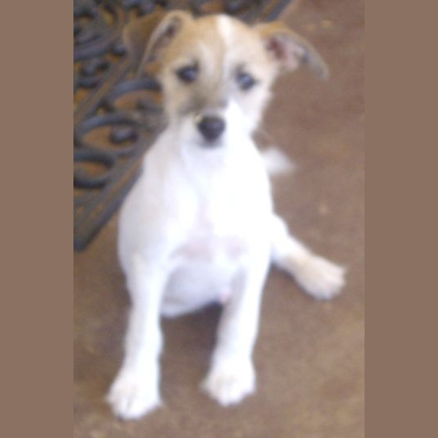 Photo of Fletcher   Adoption Pending.