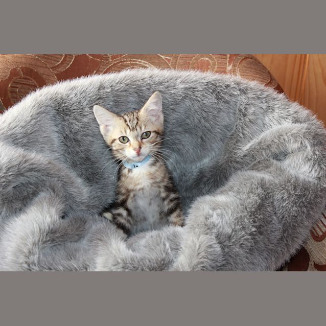 Photo of Pegasus * Adoption Pending*
