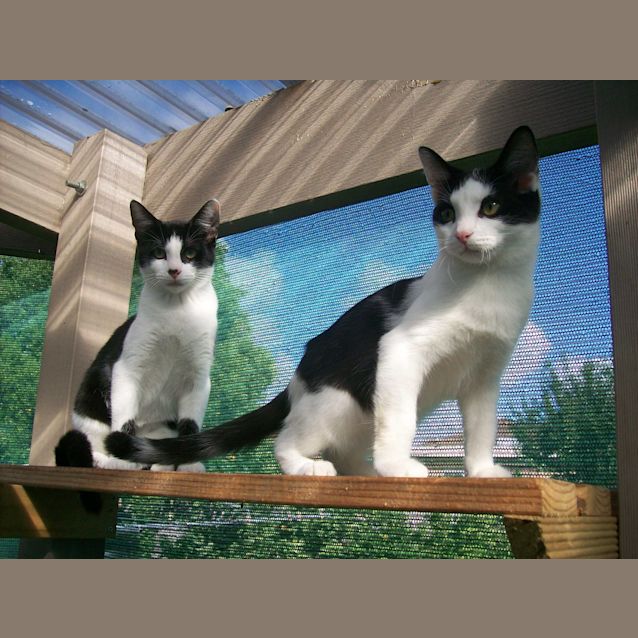 Photo of Tuppence * On Hold *