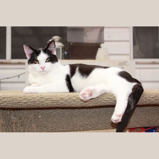 Photo of Tuppence * On Hold *