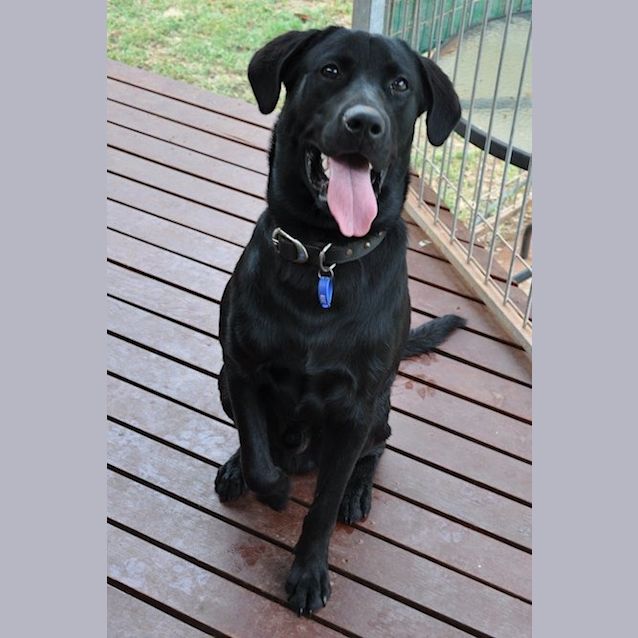 Photo of Kruz (D2034) *Adopted*