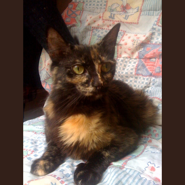 Photo of Jinxy *Adoption Pending*