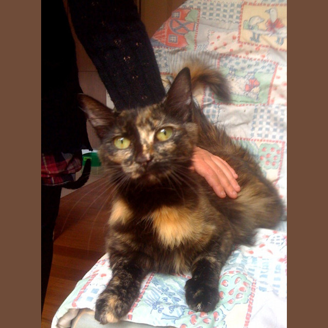 Photo of Jinxy *Adoption Pending*