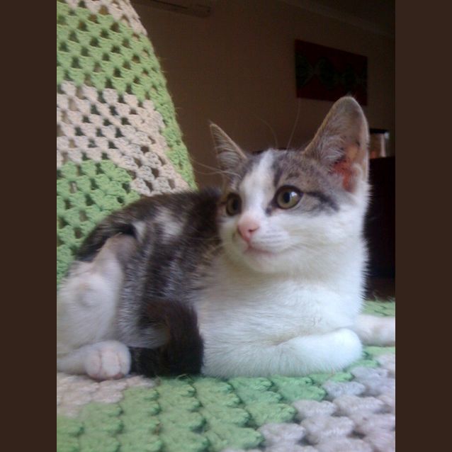 Photo of Chelsea *Adoption Pending*