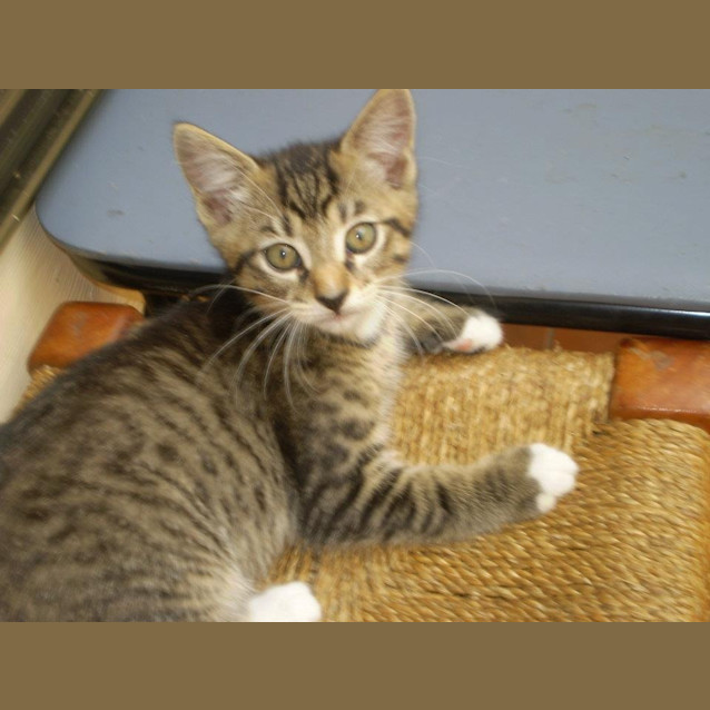 Photo of Link "On Trial With His New Family"