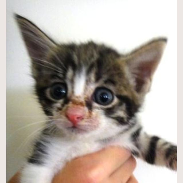 Photo of Bronte C1781