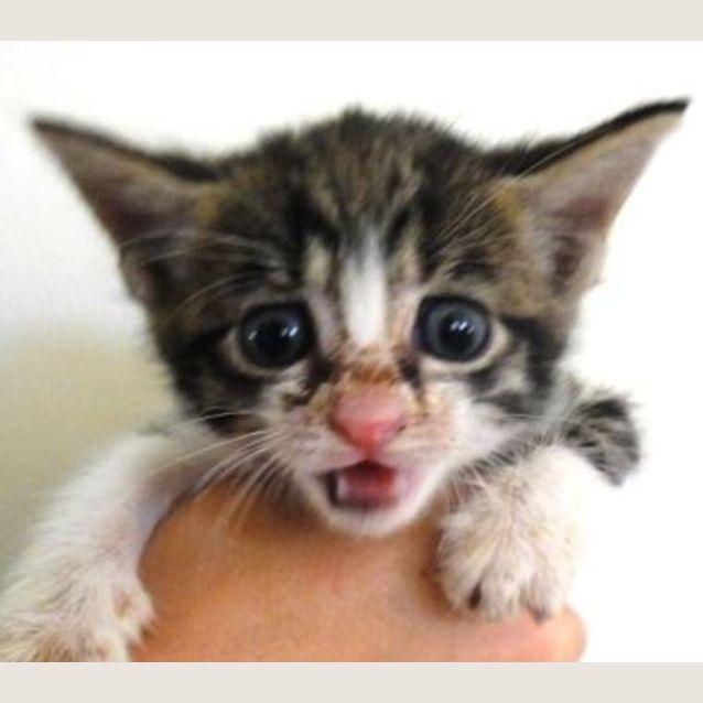 Photo of Bronte C1781