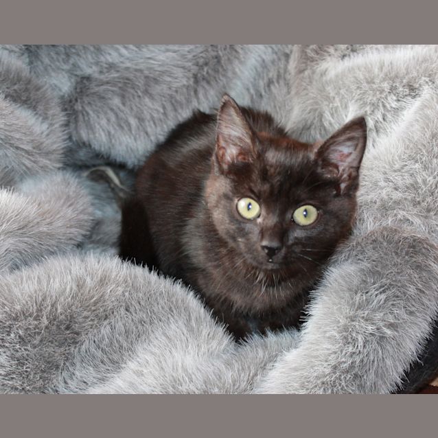 Photo of Black Satin * On Hold*