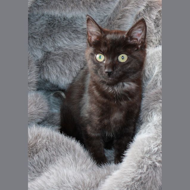 Photo of Black Satin * On Hold*