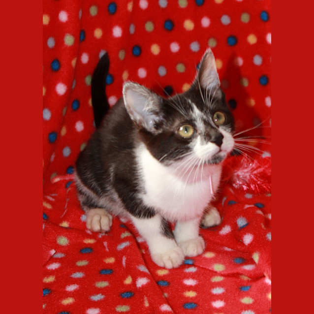 Photo of Jewels *Adoption Pending*