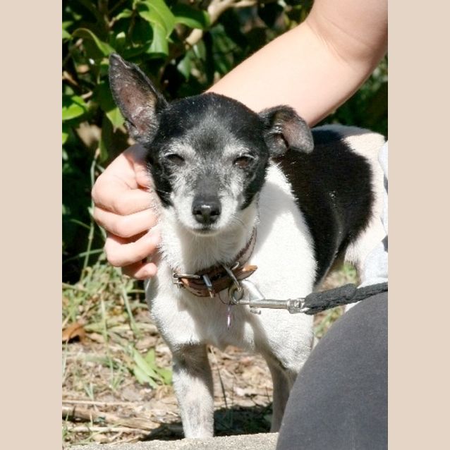 Photo of Mini Mouse (On Trial)