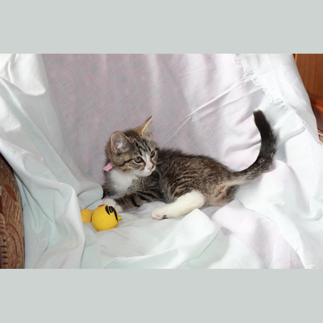 Photo of Dot *Adoption Pending*