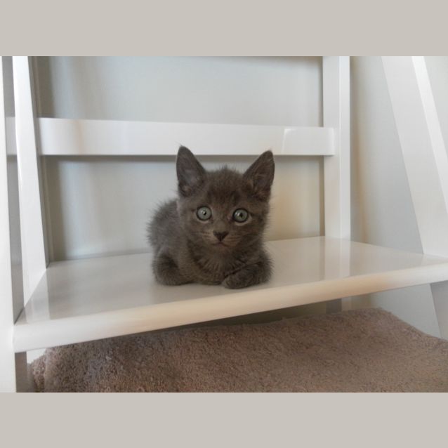 Photo of Bluebell