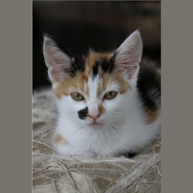 Photo of Suki