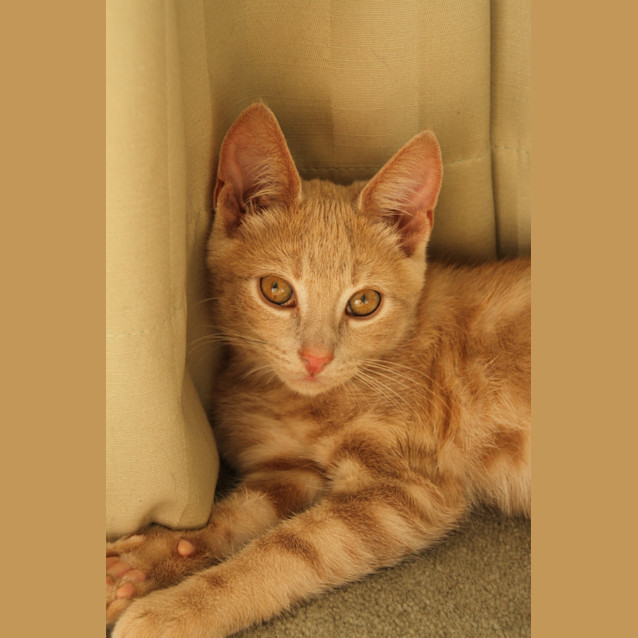 Photo of Champ
