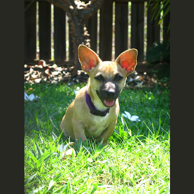 Photo of Sophie (Nee Pinky)