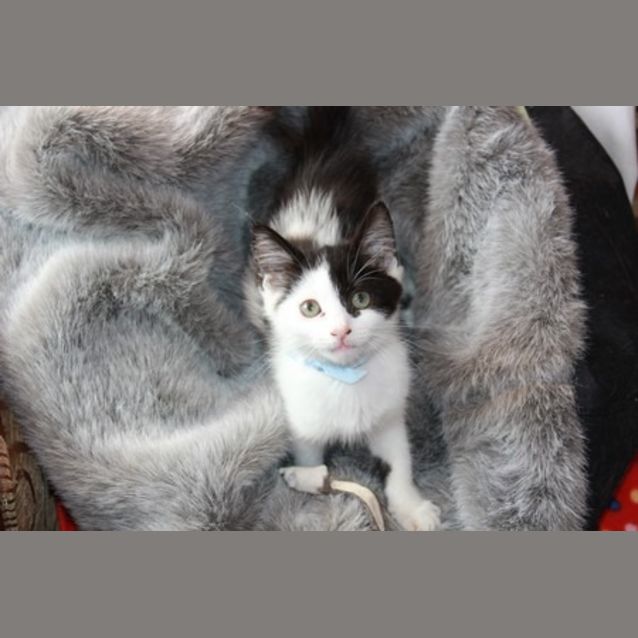 Photo of Pirate Sam * Adoption Pending*