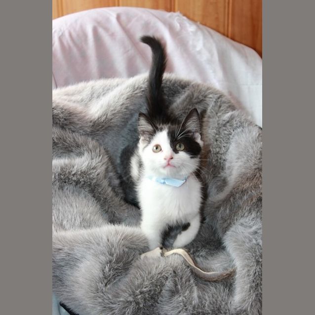 Photo of Pirate Sam * Adoption Pending*
