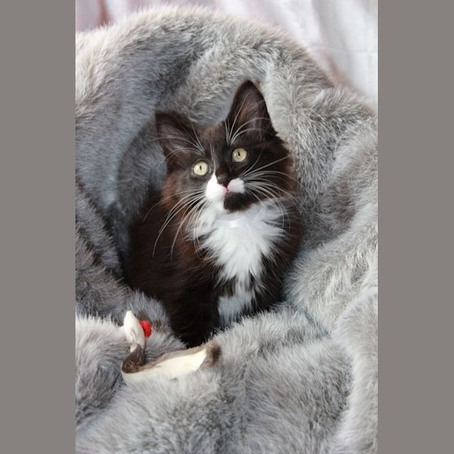 Photo of Bunyip * On Hold*