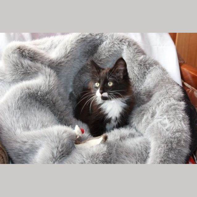 Photo of Bunyip * On Hold*