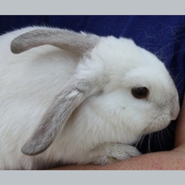 Photo of Fern