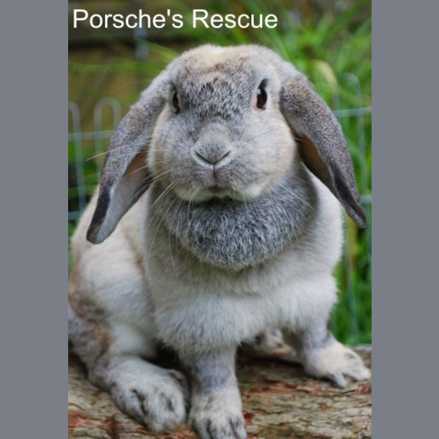 Photo of Clover  Vaccinated And Desexed