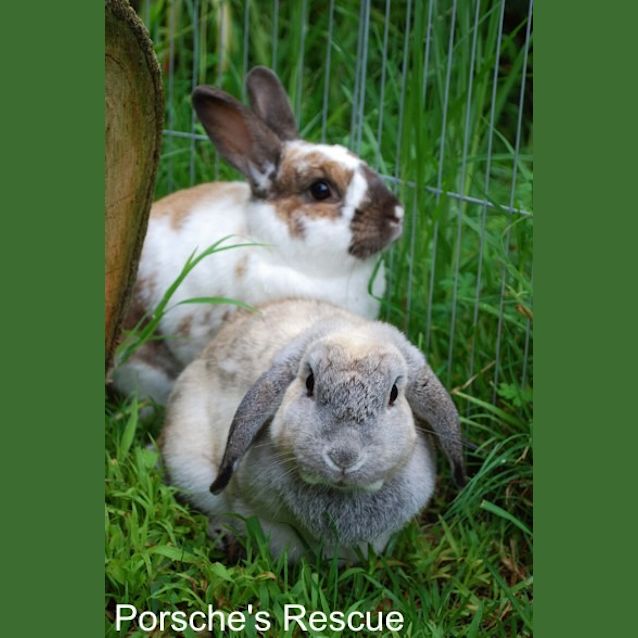 Photo of Crimson  Vaccinated And Desexed