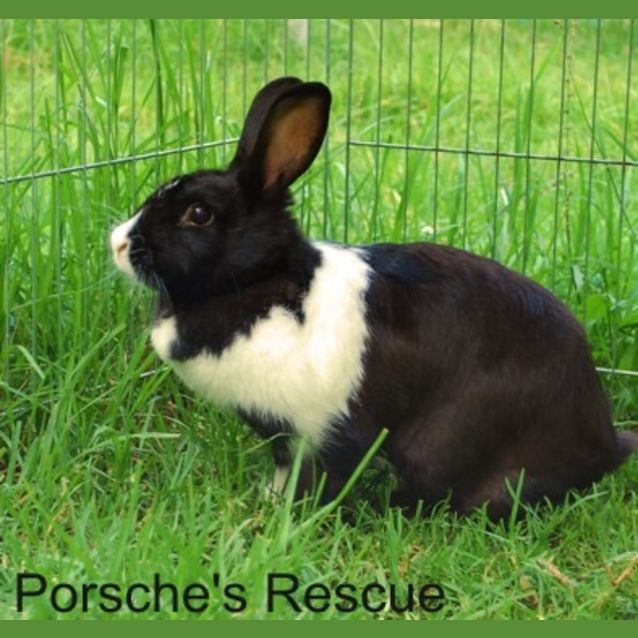 Photo of Nibbles  Vaccinated And Desexed  On Hold