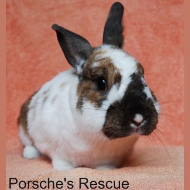 Photo of Crimson  Vaccinated And Desexed