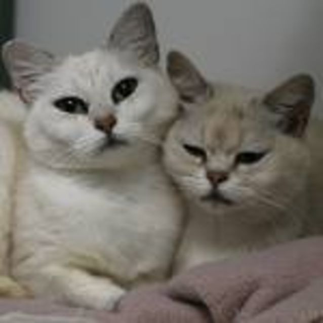 Photo of Celeste And Treasure