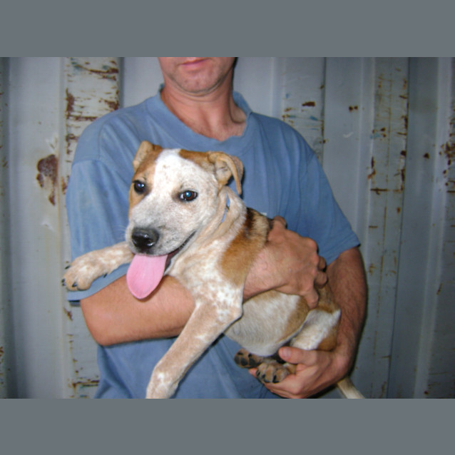 Photo of Nova *Adoption Pending*