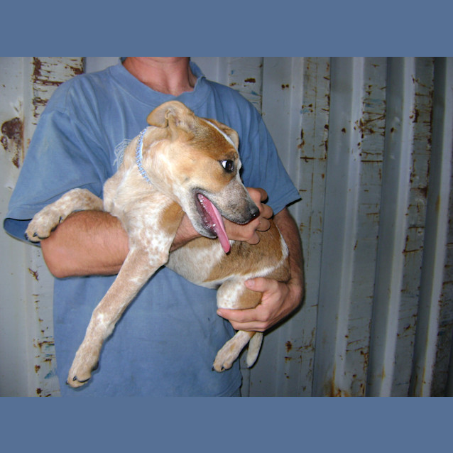 Photo of Nova *Adoption Pending*