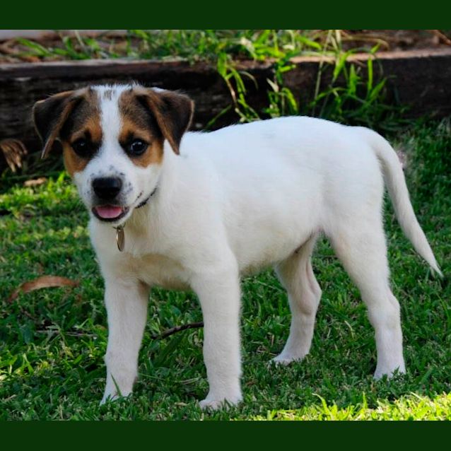 Photo of Forrest (D2028)