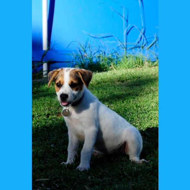 Photo of Forrest (D2028)