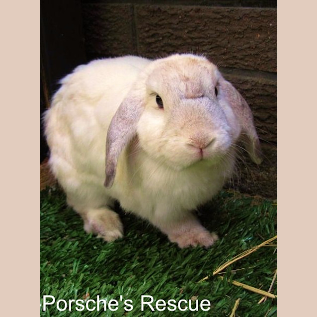 Photo of Basil  Desexed And Vaccinated