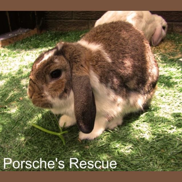 Photo of Anastasia (Annie)  Desexed And Vaccinated