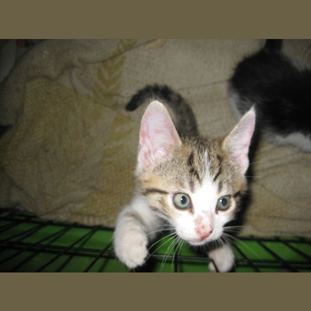 Photo of Syrus