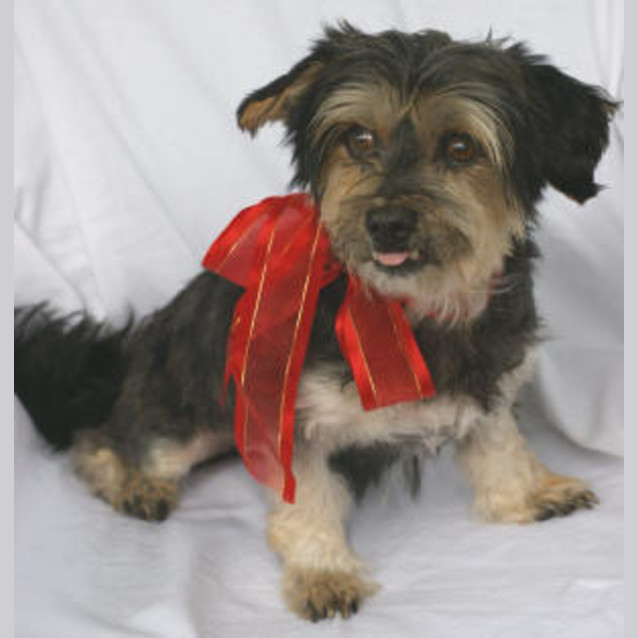 Photo of Basil