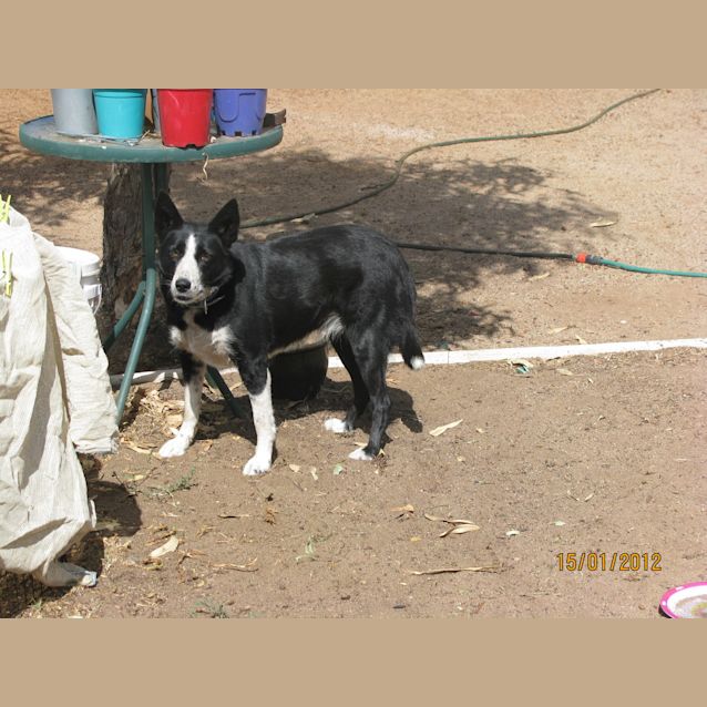 Photo of Gypsy Av412 * On Trial*