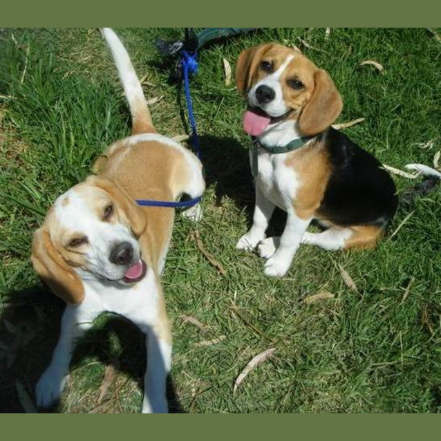 Photo of George & Mimi Male & Female To Be Rehomed Together