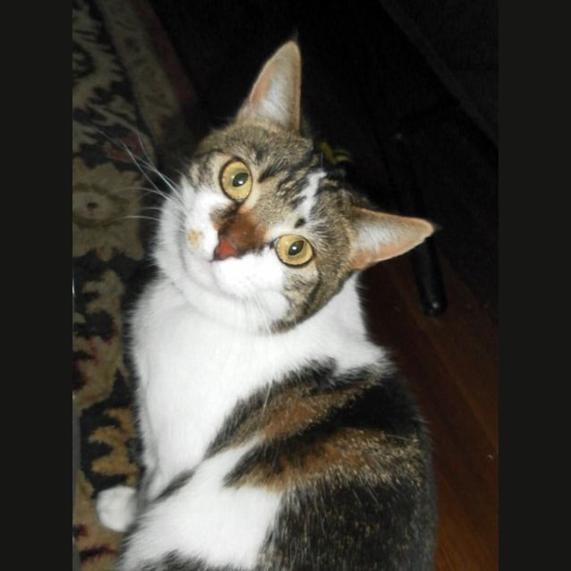 Photo of Missy